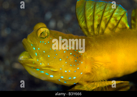 Gelbe Garnelen Grundel Cryptocentrus Cinctus in Lembeh Strait in Nord-Sulawesi Indonesien Stockfoto