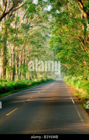 Von Bäumen gesäumten Tunnel der Bäume Eukalyptus Kauai Hawaii Stockfoto