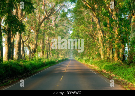 Von Bäumen gesäumten Tunnel der Bäume Eukalyptus Kauai Hawaii Stockfoto