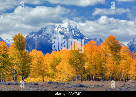 Mt Moran und farbigen Aspen Grand Teton Nationalpark WY Bäume Herbst Stockfoto