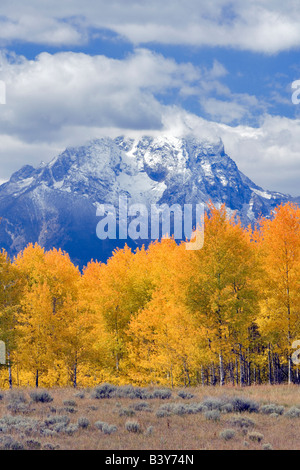 Mt Moran und farbigen Aspen Grand Teton Nationalpark WY Bäume Herbst Stockfoto