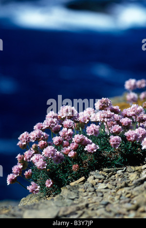 Schottland, Fair-Isle. Meer rosa schmücken die Klippen Stockfoto