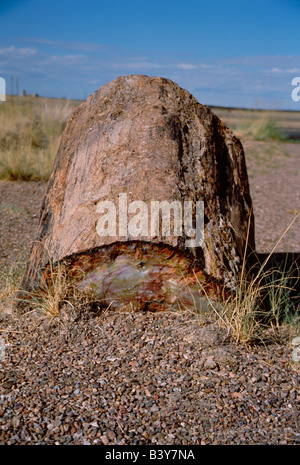 Nordamerika, USA, Arizona, versteinerte Wald Nationalpark. Versteinertes Holz von Giant Logs Trail gesehen. Stockfoto