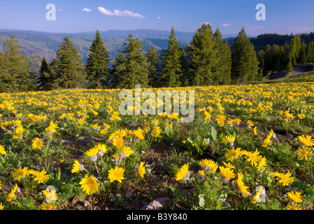 Gelbes Gänseblümchen wie Blumen auf Hölle s Canyon National Recreation Area Oregon Stockfoto