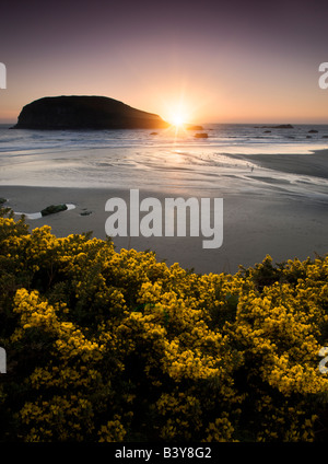 Sonnenuntergang und Ginster Wildblumen an Harris Beach State Park-Oregon Stockfoto