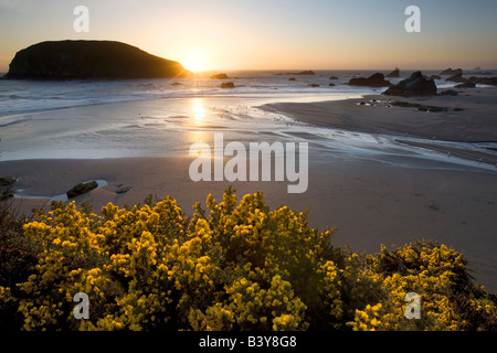 Sonnenuntergang und Ginster Wildblumen an Harris Beach State Park-Oregon Stockfoto