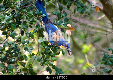 USA, California, Channel Islands Nationalpark Santa Cruz Insel. Vom Aussterben bedrohte Insel Peeling Jay mit Eichel. Stockfoto