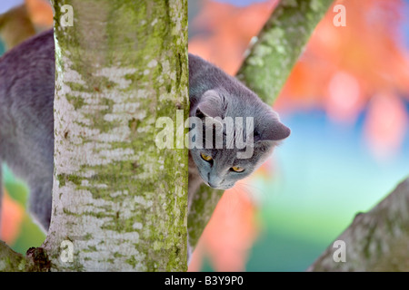 Farbige Baum Wilsonville, Oregon graue Kätzchen im Herbst Stockfoto