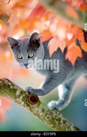 Farbige Baum Wilsonville, Oregon graue Kätzchen im Herbst Stockfoto