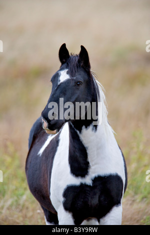 Black And White Horse Montana Stockfoto