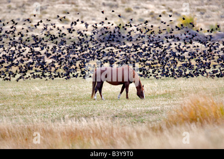 Pferd auf der Weide mit roten Flügeln Amseln Montana Stockfoto