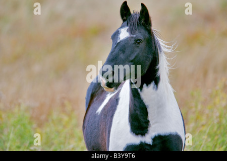 Black And White Horse Montana Stockfoto