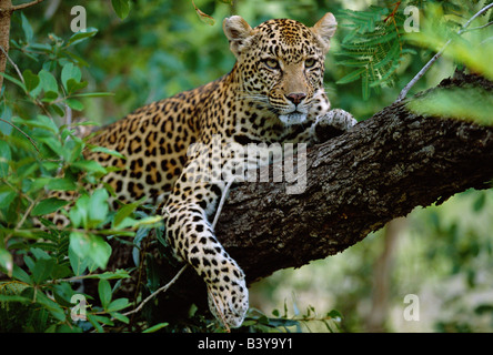 Südafrika, Sabi Sands Game Reserve. Ein weiblicher Leoparden (Panthera Pardus) ruht im Schatten liegend auf dem Ast eines Baumes Stockfoto