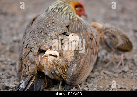 Henne Huhn mit Küken Wild Koke e State Park Waimea Canyon Kauai Hawaii Stockfoto