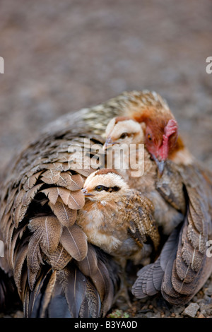 Henne Huhn mit Küken Wild Koke e State Park Waimea Canyon Kauai Hawaii Stockfoto