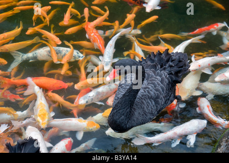 Black Swan und Koi Fische Hyatt Hotel Kauai Hawaii Stockfoto