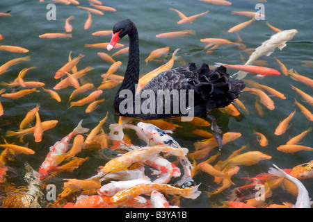 Black Swan und Koi Fische Hyatt Hotel Kauai Hawaii Stockfoto