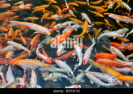 Koi im Gartenteich Hyatt Hotel Kauai Hawaii Stockfoto