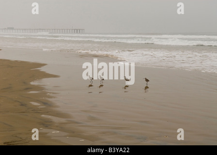 USA, Kalifornien, Pismo Beach. Regenbrachvögel (Numenius Phaeopus) parade am frühen Morgennebel bei Ebbe Stockfoto