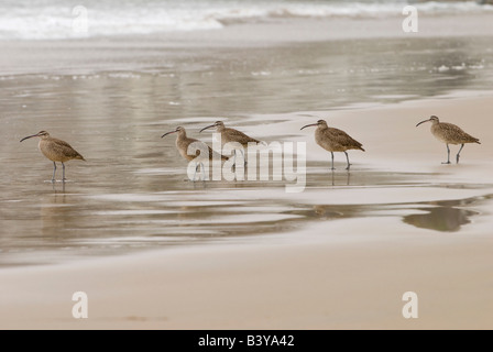 USA, Kalifornien, Pismo Beach. Regenbrachvögel (Numenius Phaeopus) parade am frühen Morgennebel bei Ebbe Stockfoto