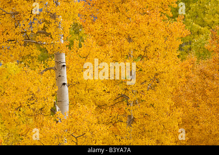 USA, Colorado, San-Juan-Gebirge. Espe Bäume im Herbst Farbe verloren Dollar Weg. Stockfoto