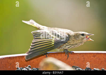 USA, Colorado, Frisco. Pine Zeisig verteidigenden Nahrungsquelle. Stockfoto