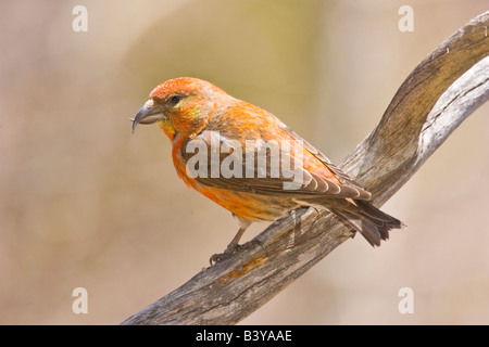 USA, Colorado, Frisco. Nahaufnahme der männlichen rot Fichtenkreuzschnabel auf Zweig. Stockfoto