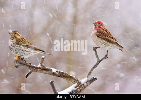 USA, Colorado, Frisco. Weibliche und männliche Cassin Finken in einem Schneesturm. Stockfoto