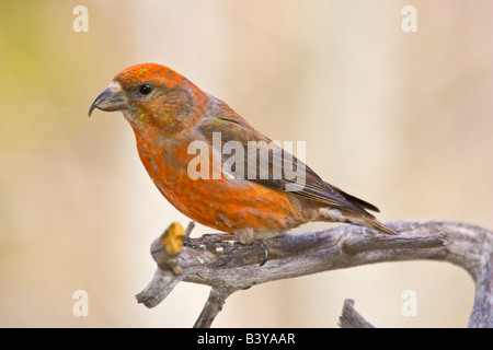USA, Colorado, Frisco. Porträt von männlichen rot Kreuzschnabel thront auf Bein. Stockfoto