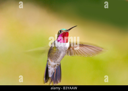 USA, Colorado, Frisco. Frontalansicht des männlichen breit-tailed Kolibri im Flug. Stockfoto