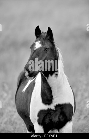 Black And White Horse Montana Stockfoto