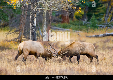 USA, Colorado, Rocky Mountain Nationalpark, Moräne Tal. Stier Elche sparring für Dominanz in der Paarungszeit. Stockfoto