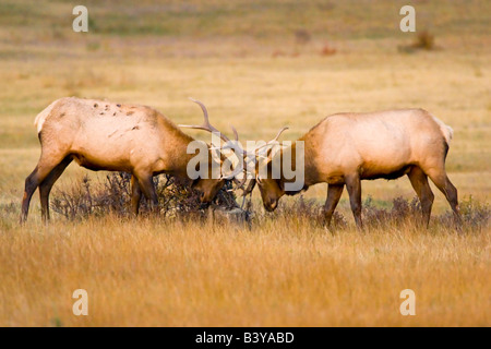 USA, Colorado, Rocky Mountain Nationalpark, Moräne Tal. Stier Elche sparring für Dominanz in der Paarungszeit. Stockfoto