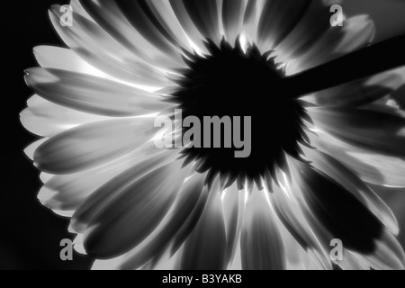 Backlit Gerbera Blume Stockfoto