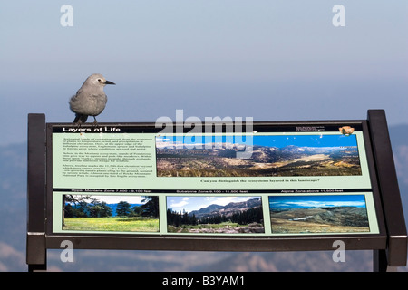 Nordamerika - USA - Colorado - Rocky Mountain Nationalpark. Clarks Nussknacker - Nucifraga Columbiana. Stockfoto