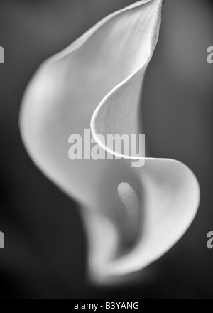 Aruba California Callas sp Zantedeschia Stockfoto
