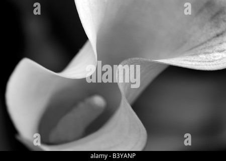 Aruba California Callas sp Zantedeschia Stockfoto