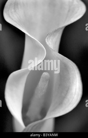 Aruba California Callas sp Zantedeschia Stockfoto