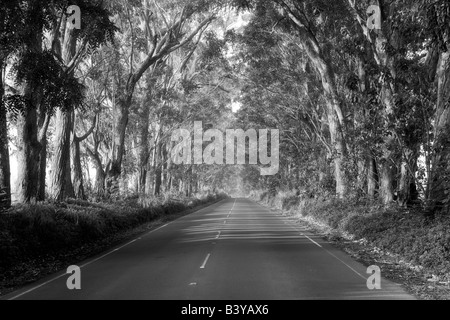 Von Bäumen gesäumten Tunnel der Bäume Eukalyptus Kauai Hawaii Stockfoto