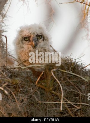 USA, Florida, Boynton Beach. Eine Verschachtelung große gehörnte Eule Küken in den Loxahatchee National Wildlife Refuge. Stockfoto