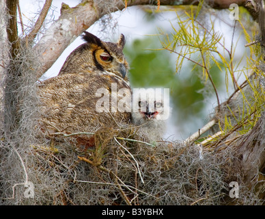 USA, Florida, Boynton Beach. Große gehörnte Eule und Küken in den Loxahatchee National Wildlife Refuge. Stockfoto