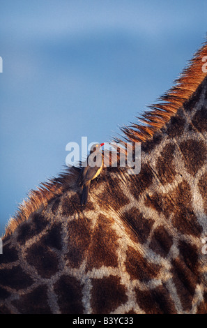 Südafrika, Natal Provinz Hluhluwe / Umfolozi Game Reserve. Parastic Vogel (rot-billed Oxpecker) auf Rückseite giraffe Stockfoto