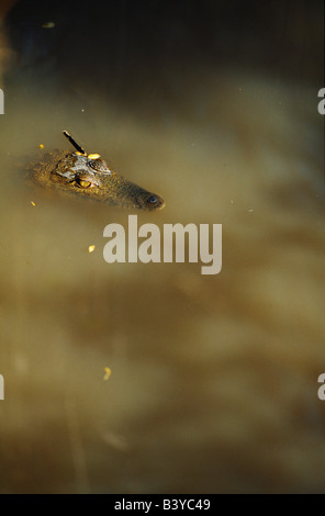 Südafrika, untergetaucht Krokodil meist im trüben Wasser auf St Lucia Wetlands. Stockfoto