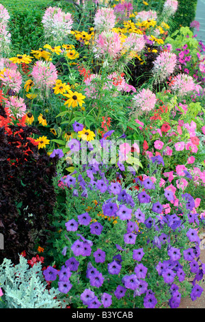 STÄDTISCHE ANNEHMLICHKEIT ANPFLANZUNGEN IN LOCHES INDRE ET LOIRE 37 MIT CLEOME HASSLERIANA RUDBECKIA HIRTA PETUNIEN FRAMEWORKS UND LAMPENPUTZERGRAS Stockfoto