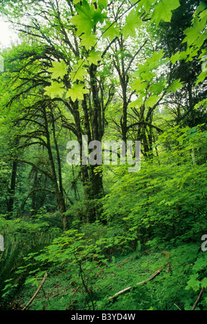 Big Leaf Maple im Frühjahr Redwood National Park in Kalifornien Stockfoto