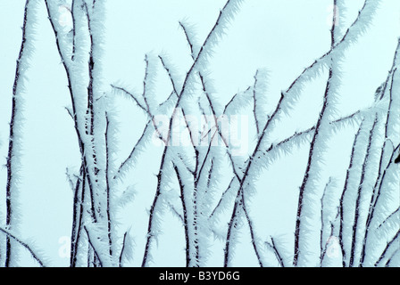 Raureif auf Willow Zweige in der Nähe von Monroe-Oregon Stockfoto