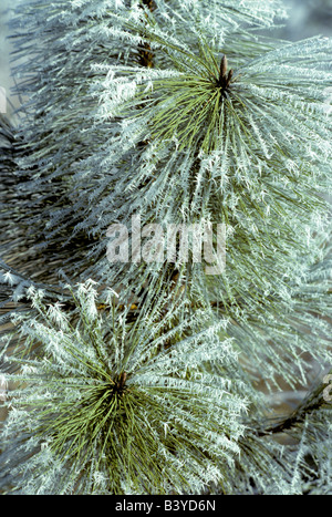 Raureif auf Ponderosa-Kiefern in der Nähe von Elmira Oregon Stockfoto