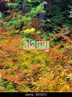 Herbstfarben in Ahorn Weinstock und Zeder Bäume vor Aufderheide National Scenic Byway Oregon Stockfoto