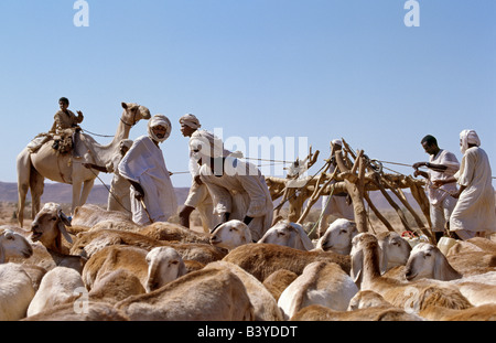 Sudan, Wüste Sahara, Musawwarat. Während der Hitze des Tages Wasser Männer ihr Vieh aus tiefen Brunnen in der Nähe von Musawwarat, inmitten der Wüste Land südlich von Shendi. Sie verwenden große Leder-Eimer, die an die Oberfläche auf Riemenscheiben mit Esel und Kamele erhoben werden. Stockfoto