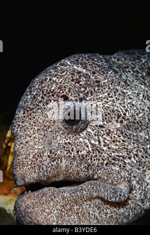 Wolf-Aal, Anarrhichthys Ocellatus, CaptiveNewport Aquarium, Newport, Kentucky Stockfoto